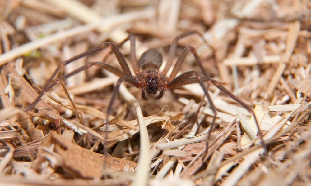 Brown Recluse Spiders