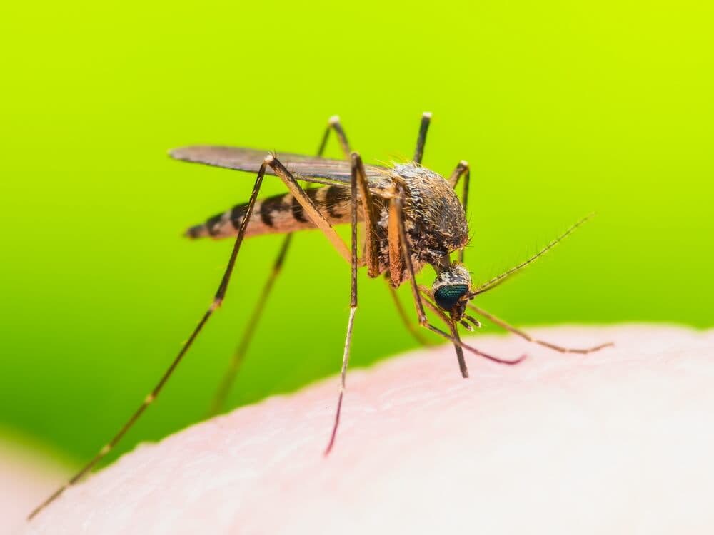 Do Bug Zappers Work on Gnats?