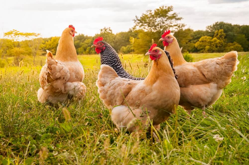 Will an ultrasonic rodent repeller affect my chickens?