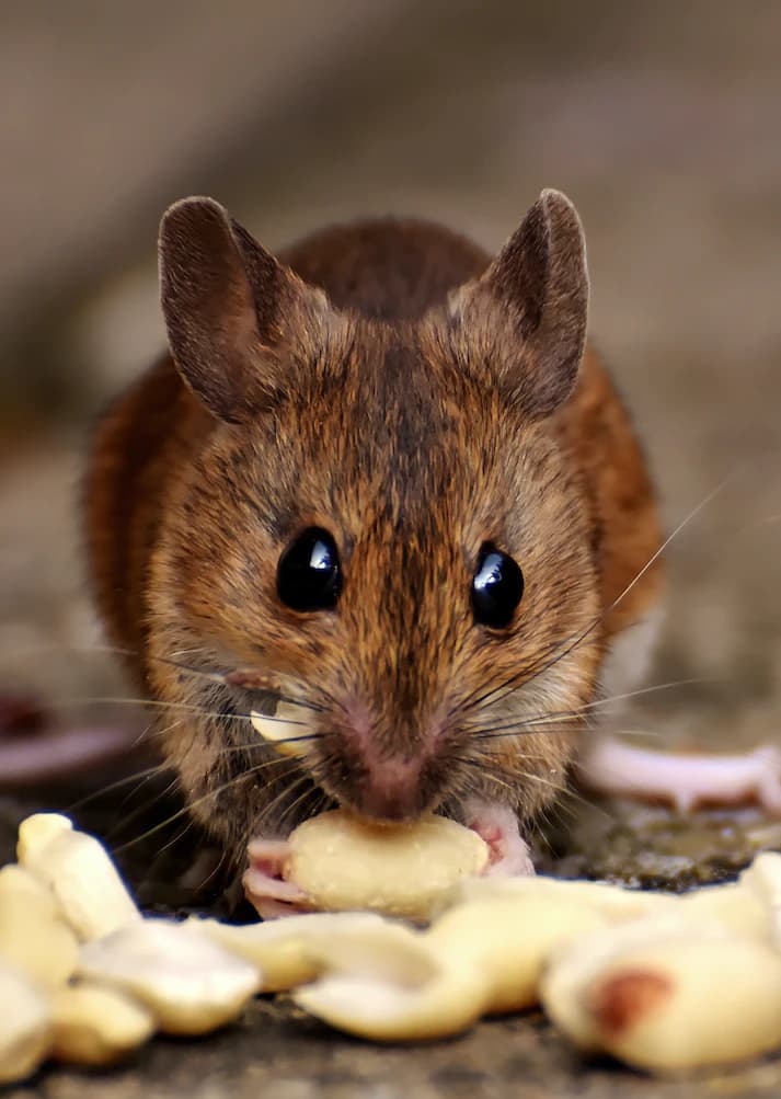 How Long Can a Mouse Stay in A Humane Trap?