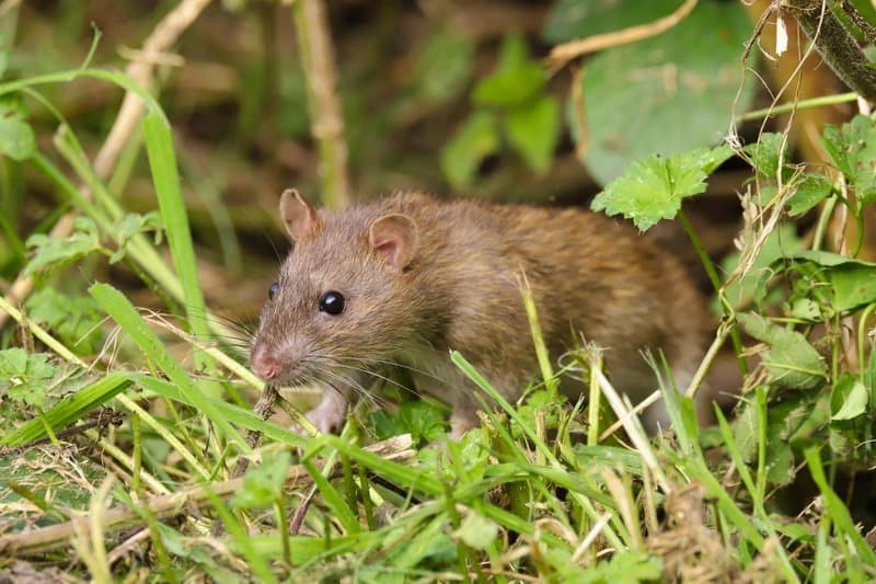 Do Mice Come Back Once Released?