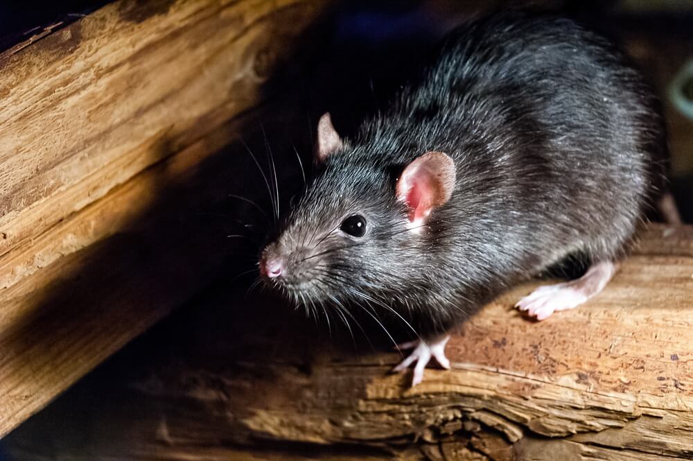 get rid of mice-2