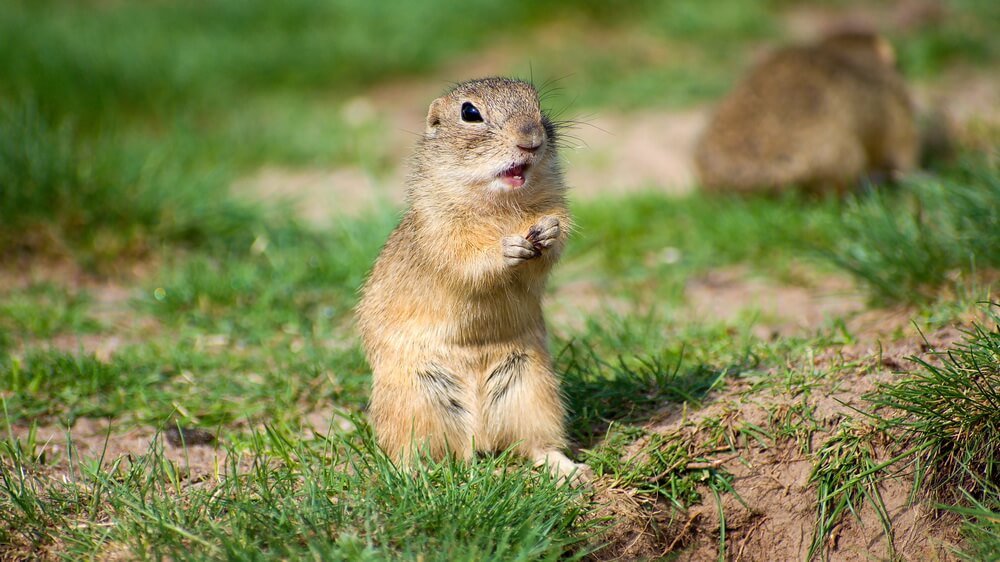 How to get rid of ground squirrels