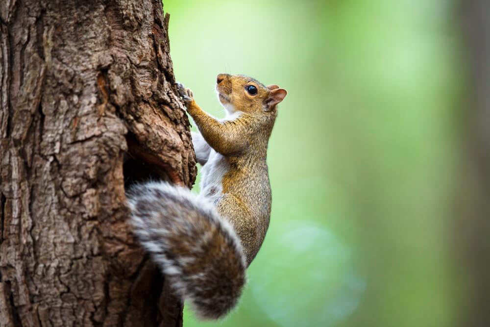 tree squirrel