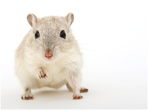 Can mice climb and other mice facts