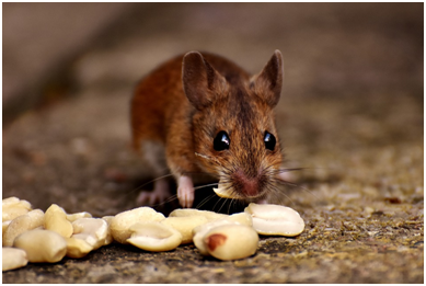 Can mice climb and other mice facts