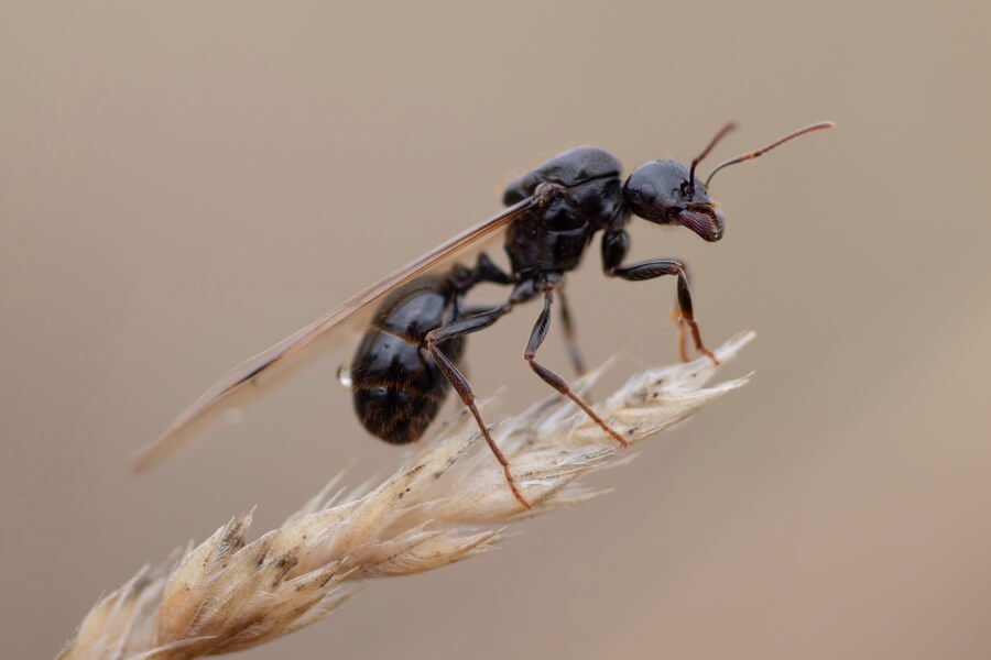 how to get rid of flying ants