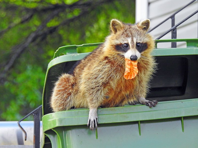 can i feed my dog raccoon