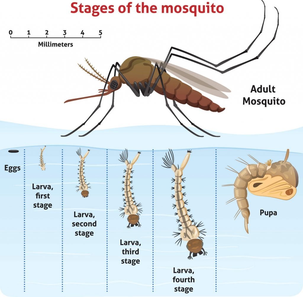 How to kill mosquito larvae? - Thanos Home