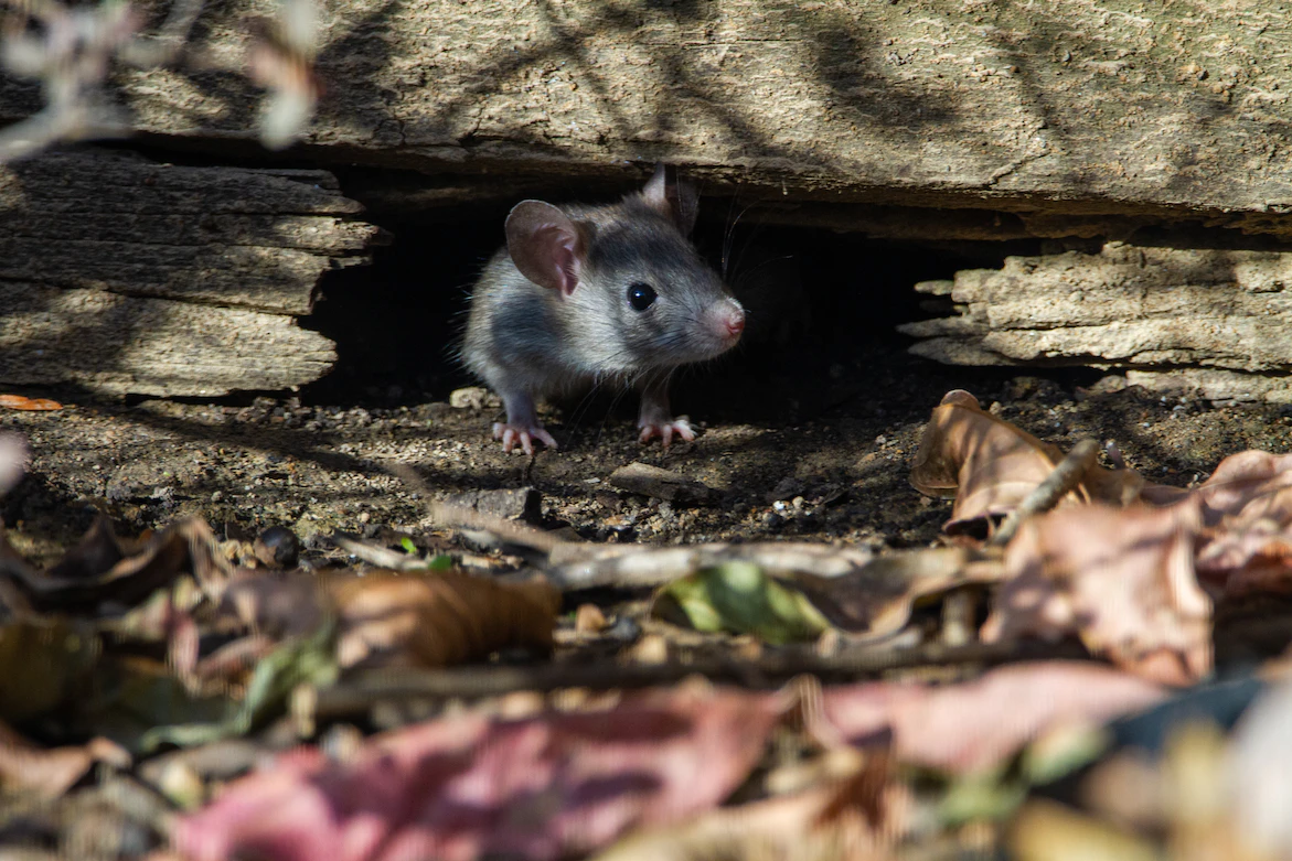 can dogs hear mice in walls