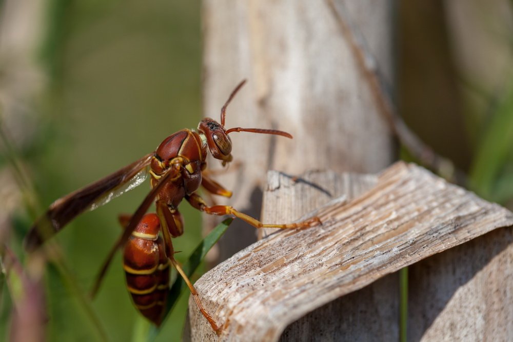 bug zapper wasp