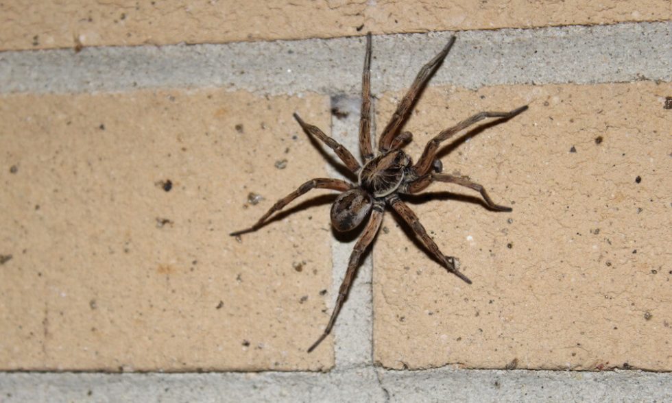 How to get rid of wolf spiders? Thanos Home
