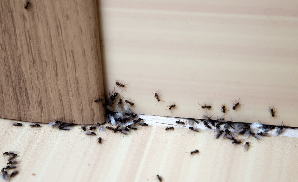 do ultrasonic pest repellers work on ants
