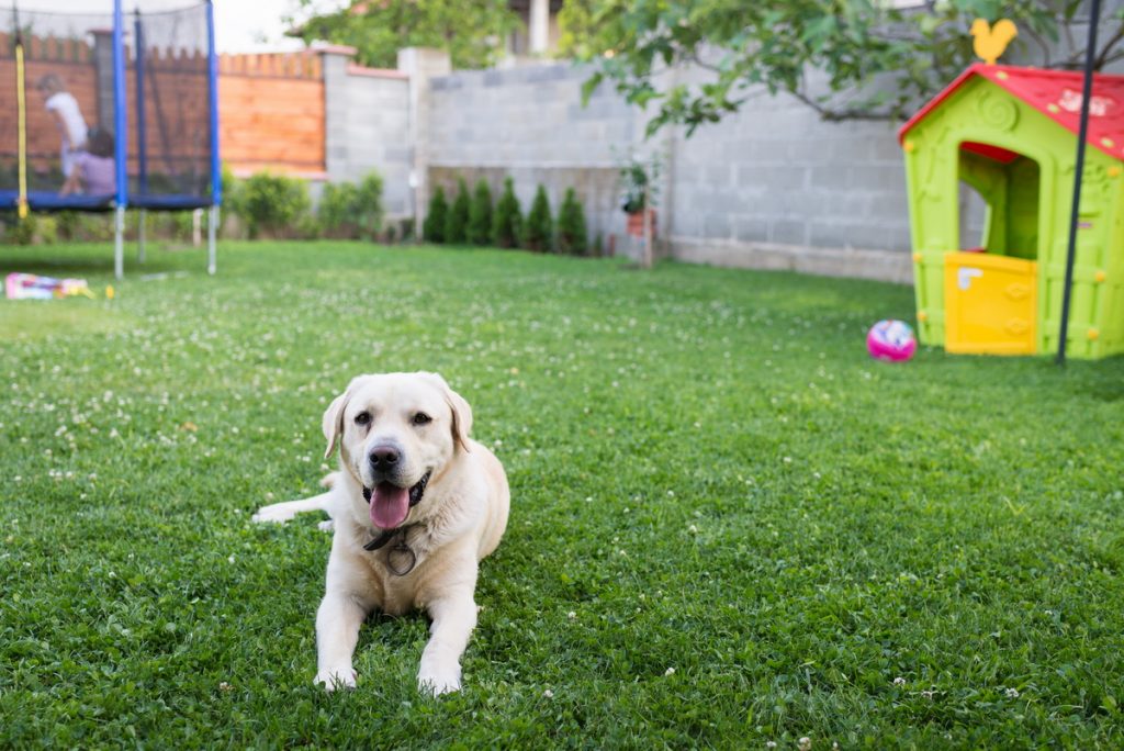 will mothballs keep dogs out of flower beds