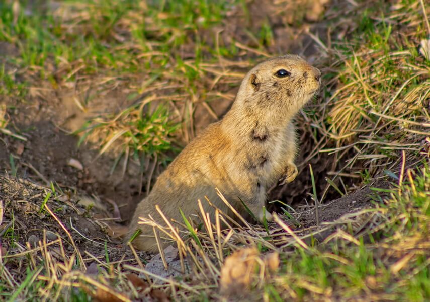 how to get rid of gophers without harming dogs