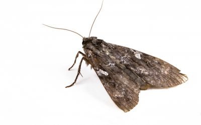 How to get rid of moths?