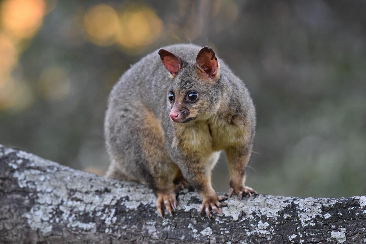 do dogs kill possums