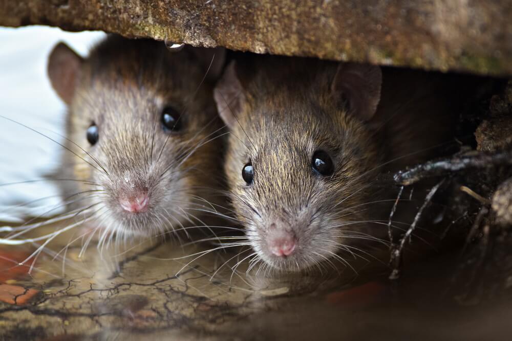 How to get rid of rats?