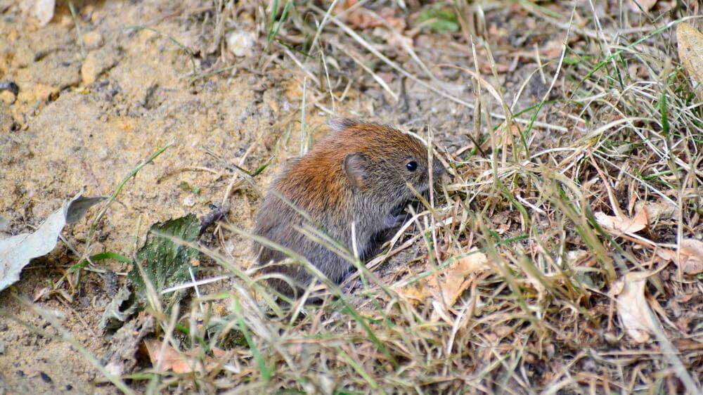 how to get rid of vole