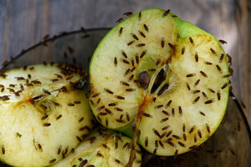 flies attracted to bug zappers