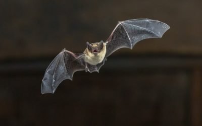 Do Ultrasonic Pest Repellers Work on Bats?