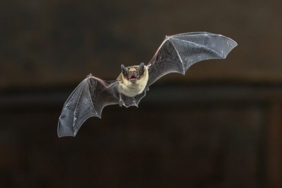 Do Ultrasonic Pest Repellers Work on Bats? Thanos Home