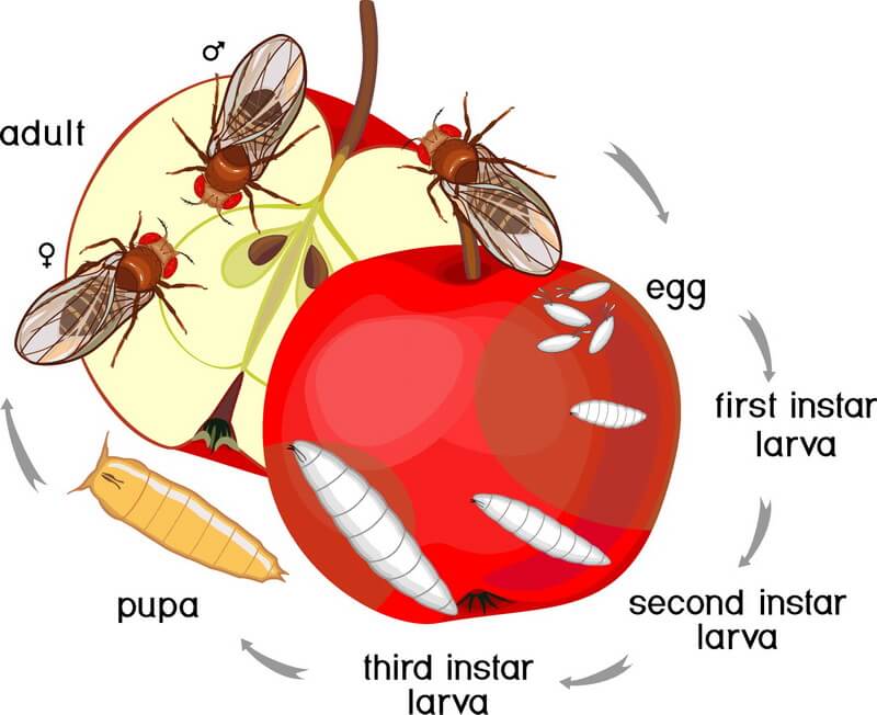 flies attracted to bug zappers