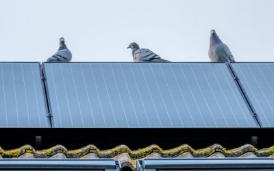 Will Ultrasonic Repellent Affect Birds?