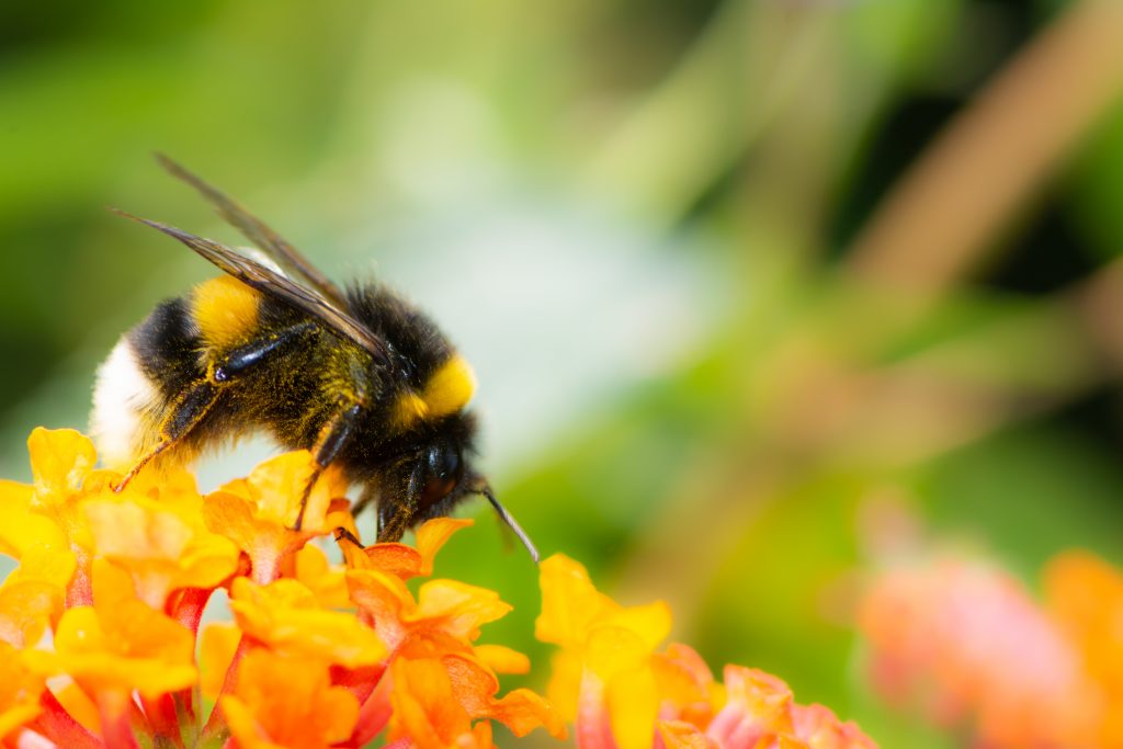 Bumble bees