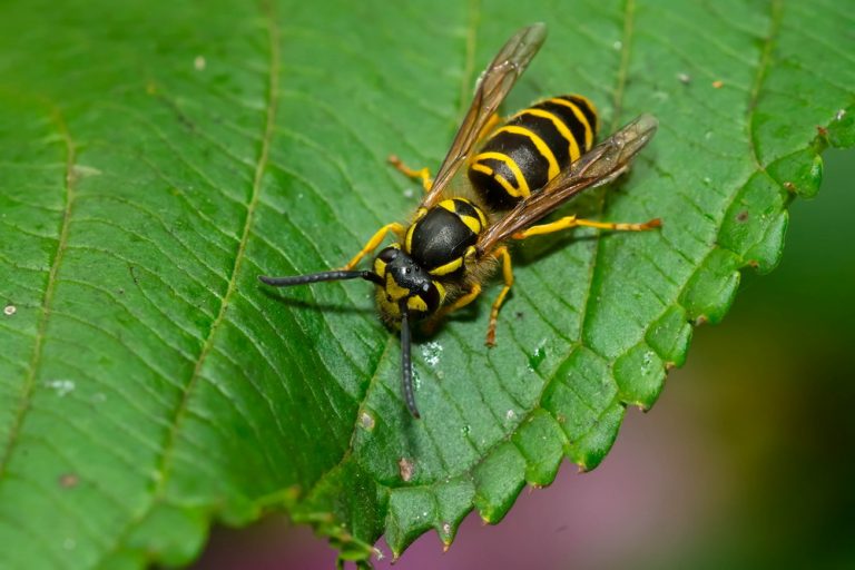 Do Bug Zappers Work On Yellow Jackets? - Thanos Home