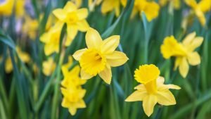 Daffodils picture