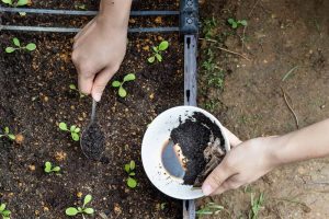 Do Coffee Grounds Repel Moles-1