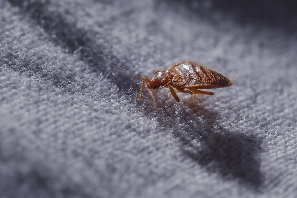 Do Ultrasonic Pest Repellers Work on Bed Bugs-1
