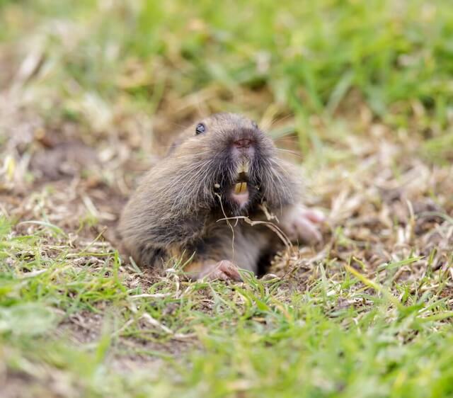 do dogs keep gophers away