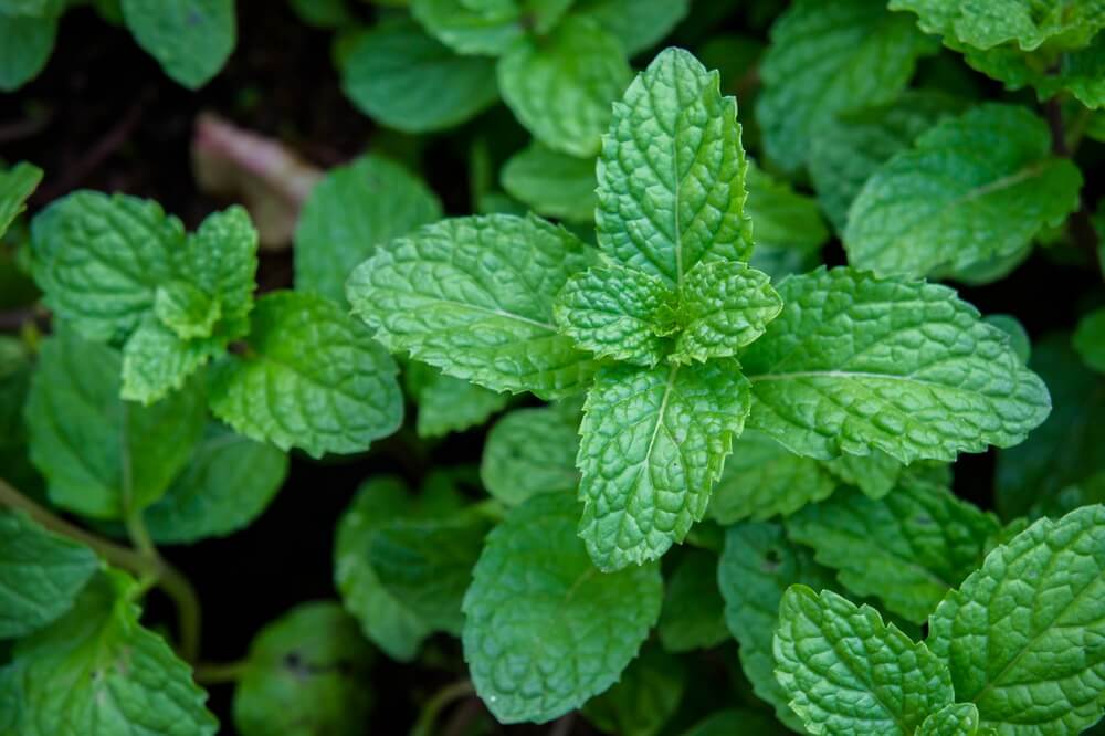 Do Mint Plants Repel Voles? - Thanos Home