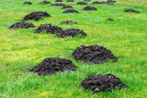will mothballs deter moles