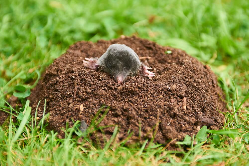 will mothballs deter moles