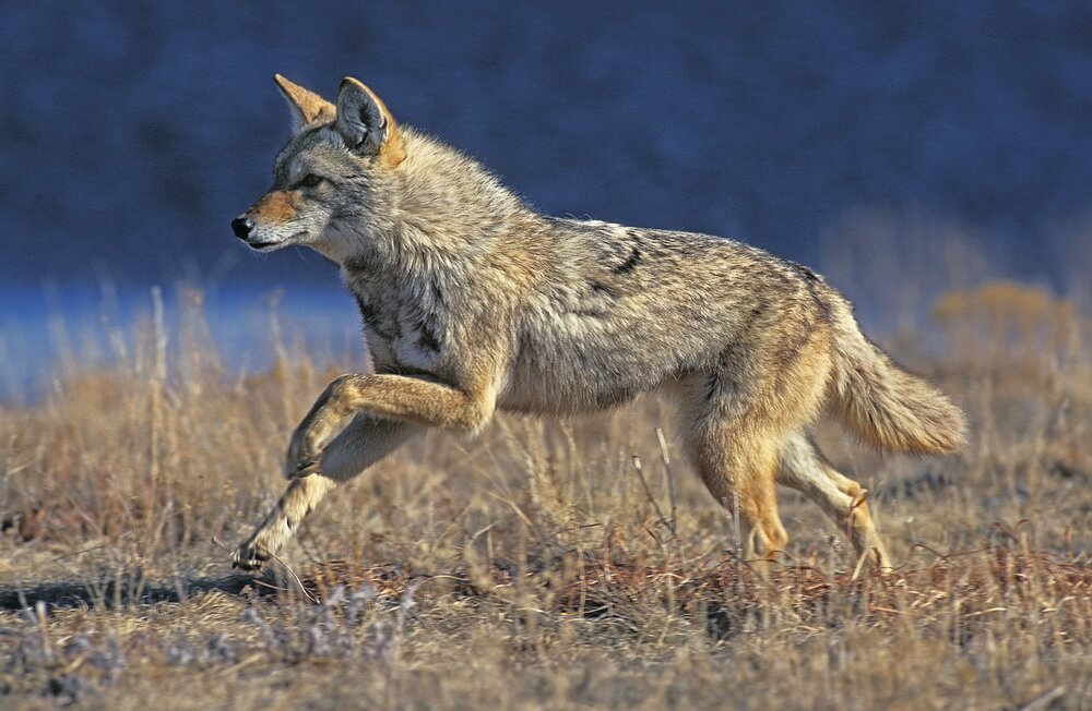 Do ultrasonic animal repellers work on coyotes