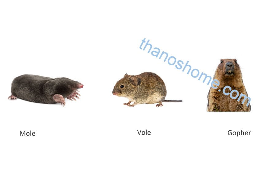 What Animals Does a Solar Mole Repeller Chase Away-4