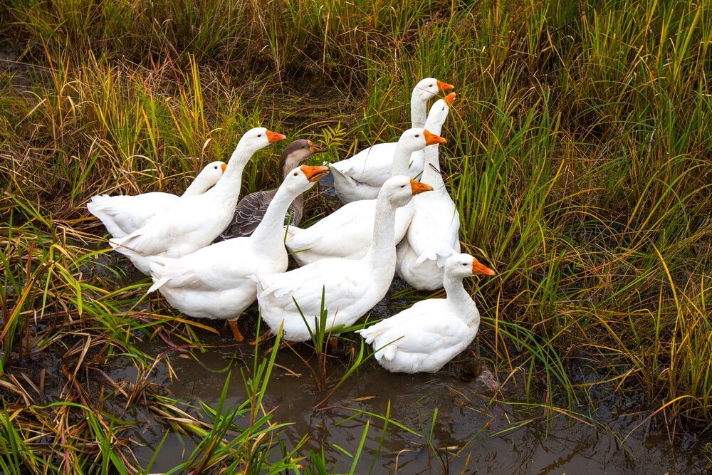 Will an Ultrasonic Animal Repellent Work on Geese-1
