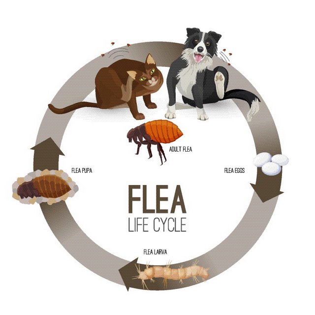 life cycle of flea