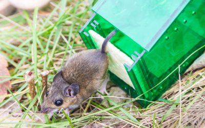 How Far Away Should You Release a Trapped Mouse?