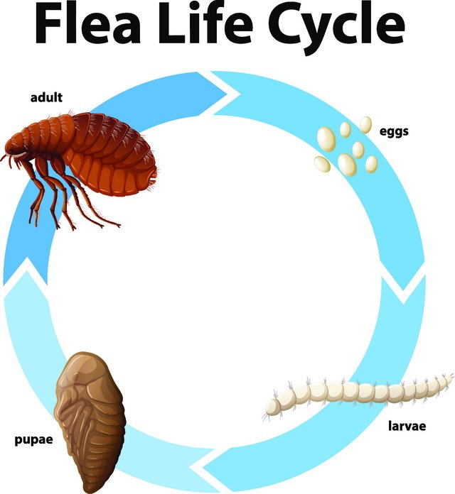 what color are fleas attracted to