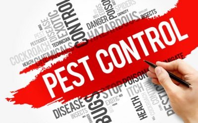 Will fleas enter bed bug traps?