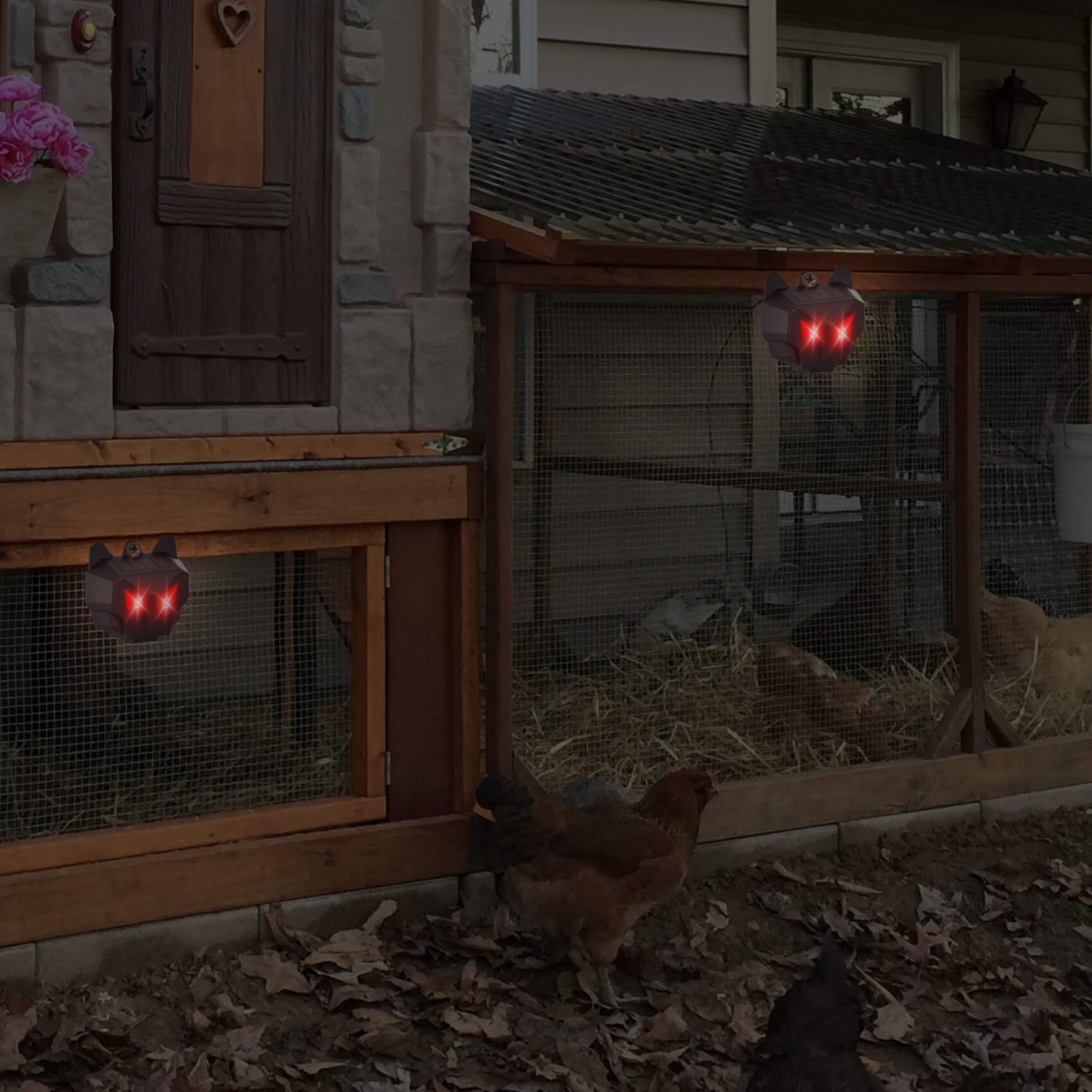 How To Keep Foxes Away from Chickens? Thanos Home