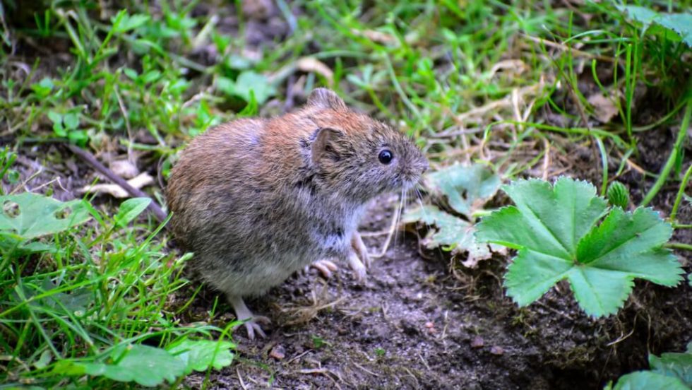 Are Voles Bad for Your Yard? Thanos Home