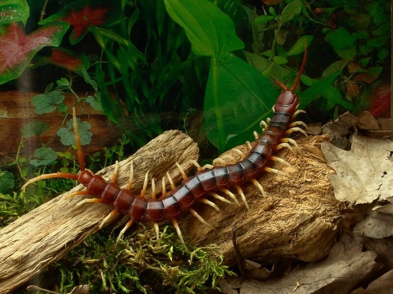 centipedes in my house plants