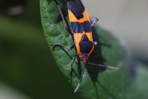 How to Get Rid of Boxelder Bugs?