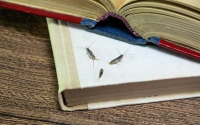 How to Get Rid of Silverfish?