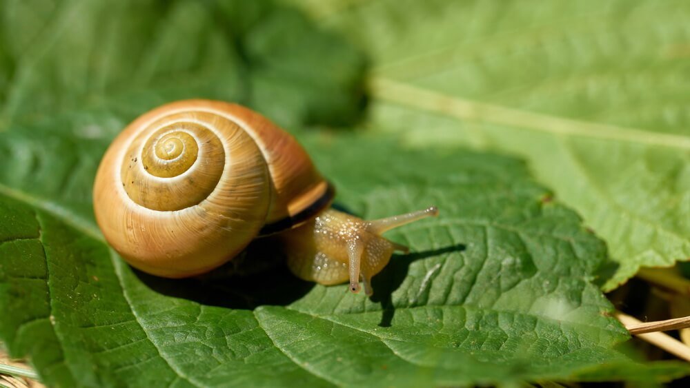 how to get rid of snails on aarons beard plant